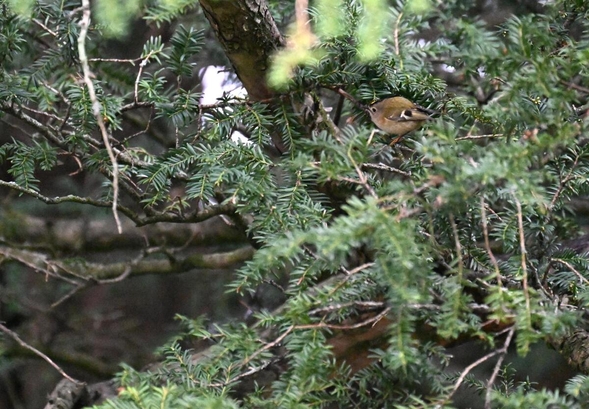 2026-03-17 9 Goldcrest